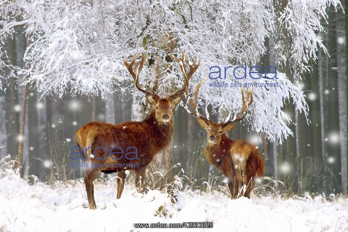 : Red Deer - bucks in snow : Red Deer - bucks in snow