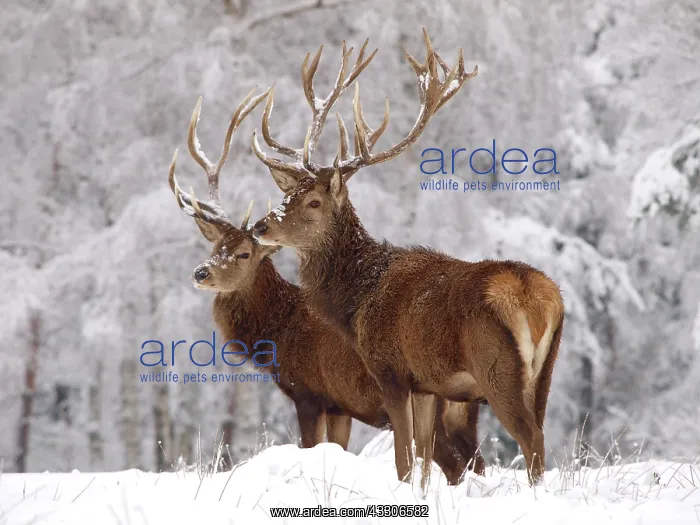 : Red Deer - bucks in snow : Red Deer - bucks in snow