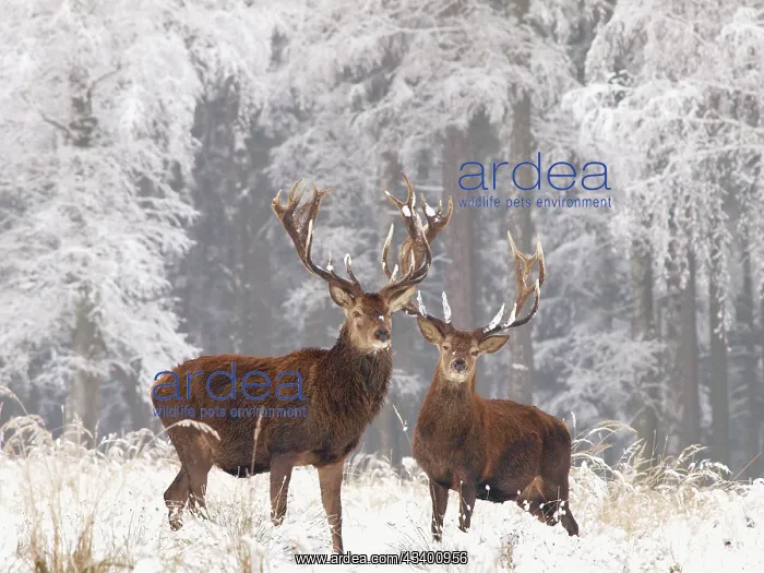 : Red deer bucks in snow : Red deer bucks in snow