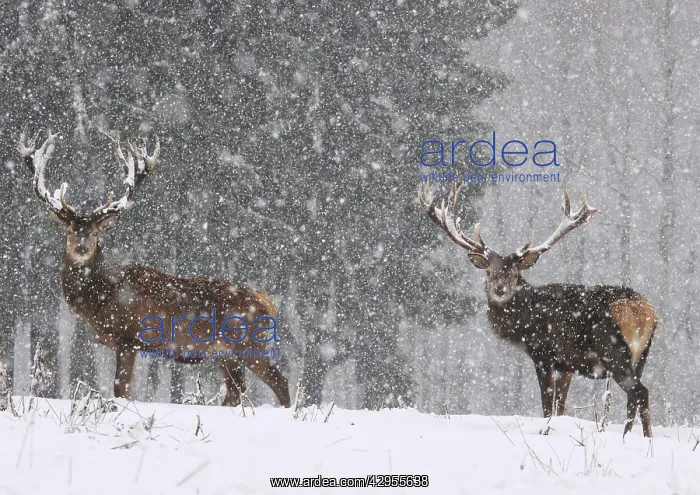 : Red Deer - bucks in snow blizzard : Red Deer - bucks in snow blizzard