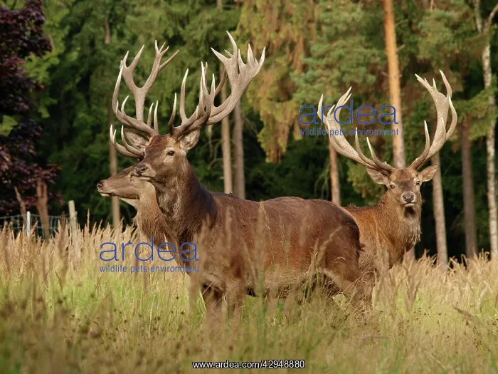 : Red deer - bucks in summer : Red deer - bucks in summer