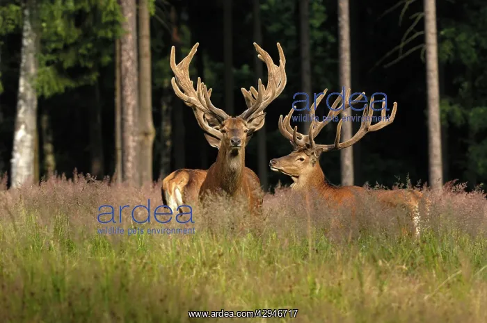 : Red Deer - bucks in summer with velvet racks : Red Deer - bucks in summer with velvet racks
