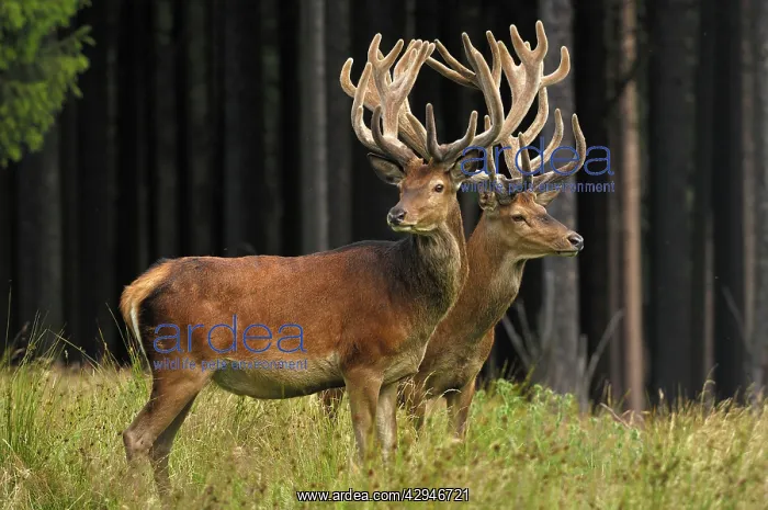  : Red Deer - bucks in summer with velvet racks