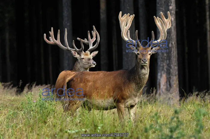 : Red Deer - bucks in summer with velvet racks : Red Deer - bucks in summer with velvet racks