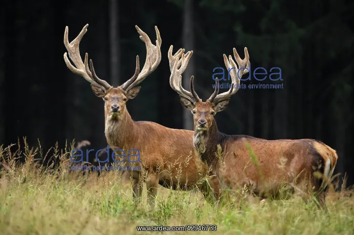 : Red Deer - bucks in summer with velvet racks : Red Deer - bucks in summer with velvet racks