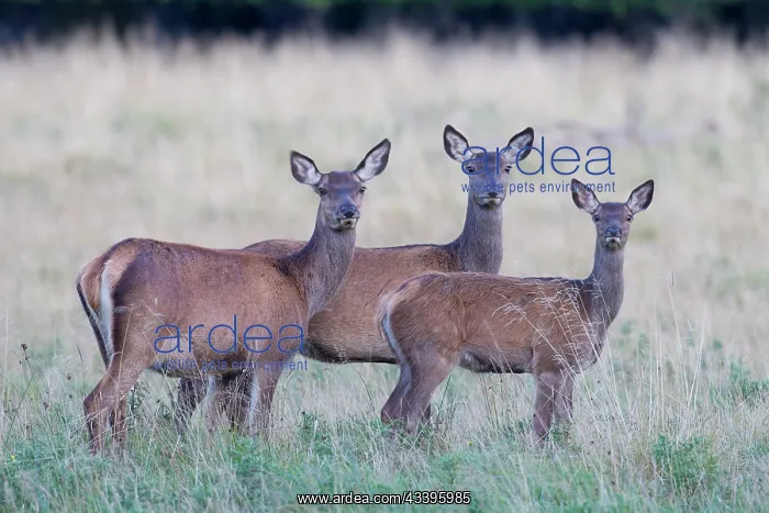 : Red Deer with calf : Red Deer with calf