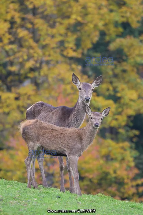 : Red Deer with calf : Red Deer with calf