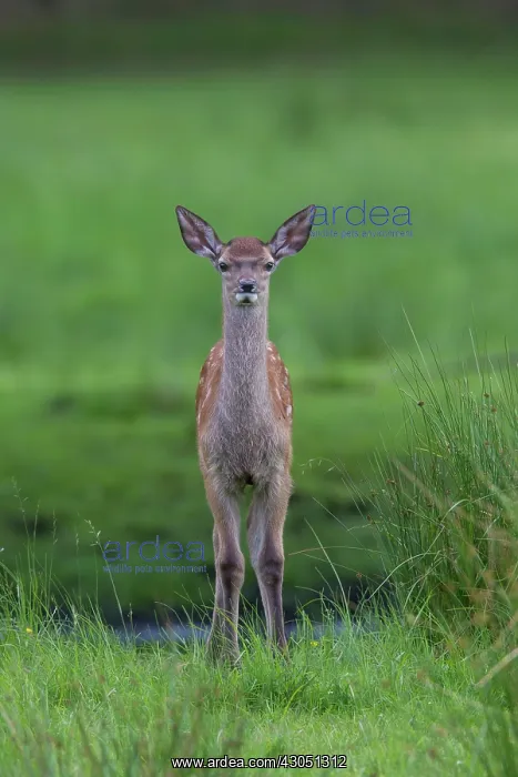: Red Deer calf summer Red Deer calf in meadow in summer : Red Deer calf summer Red Deer calf in meadow in summer