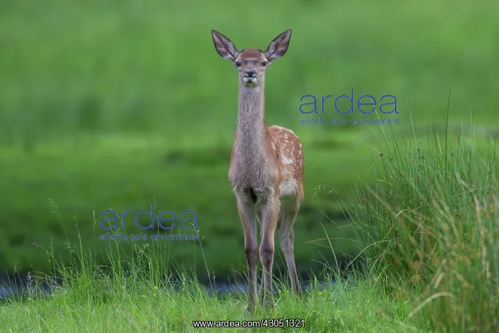 : Red Deer calf summer Red Deer calf in meadow in summer : Red Deer calf summer Red Deer calf in meadow in summer