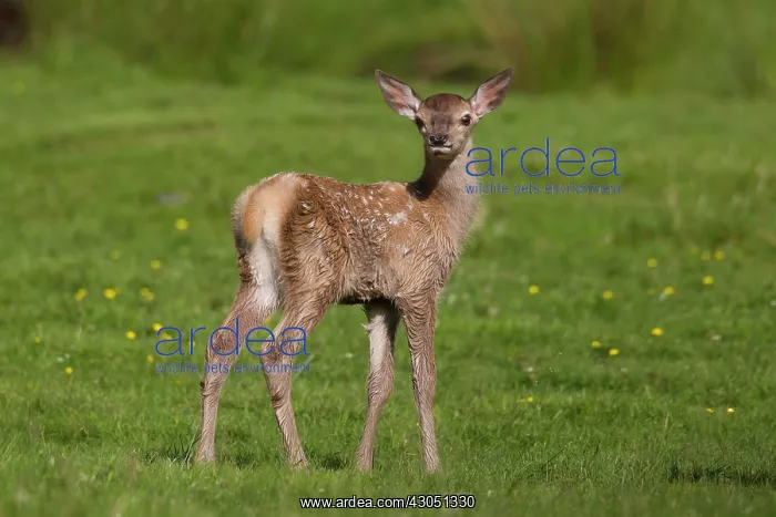 : Red Deer calf summer Red Deer calf in meadow in summer : Red Deer calf summer Red Deer calf in meadow in summer