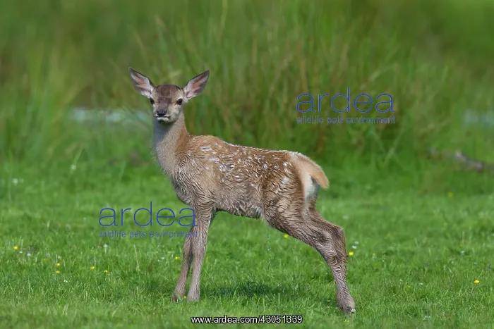 : Red Deer calf summer Red Deer calf in meadow in summer : Red Deer calf summer Red Deer calf in meadow in summer
