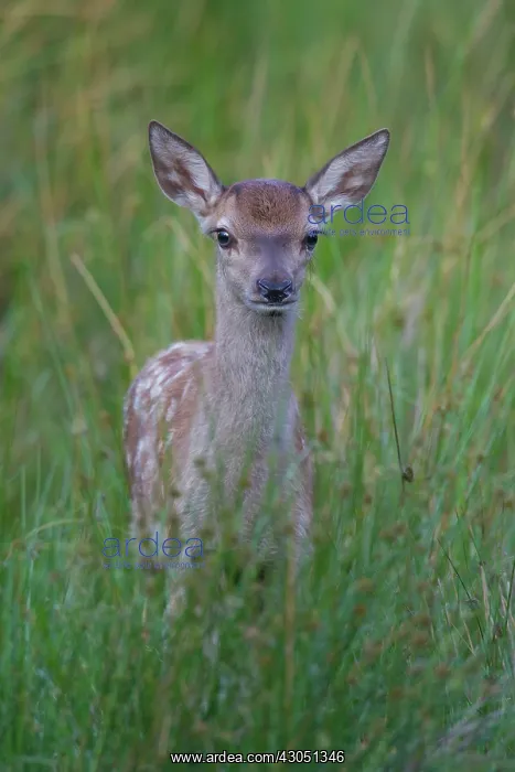 : Red Deer calf summer Red Deer calf in meadow in summer : Red Deer calf summer Red Deer calf in meadow in summer