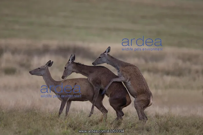 : Red Deer (Cervus elaphus) 3 hinds, standing in grassland : Red Deer (Cervus elaphus) 3 hinds, standing in grassland