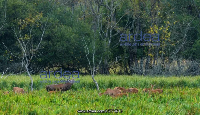 : Red deer (Cervus elaphus) : Red deer (Cervus elaphus)