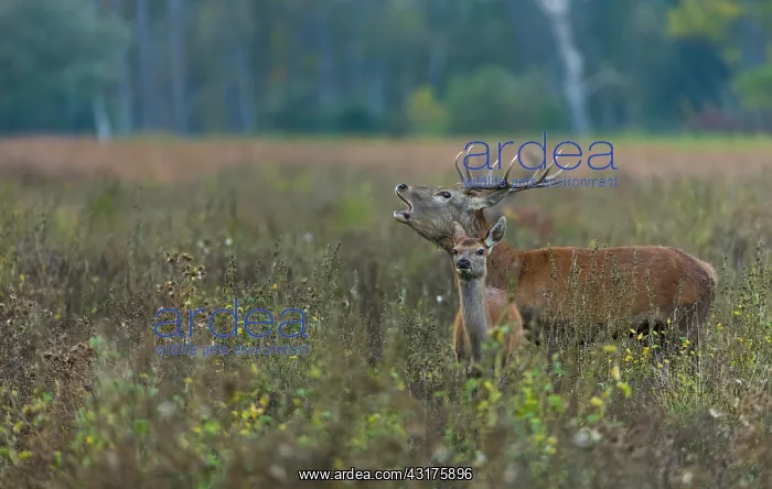 : Red deer (Cervus elaphus) : Red deer (Cervus elaphus)