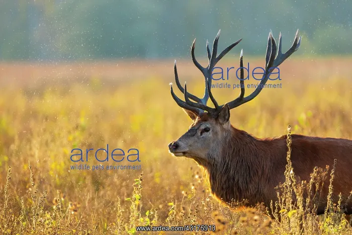 : Red deer (Cervus elaphus) : Red deer (Cervus elaphus)