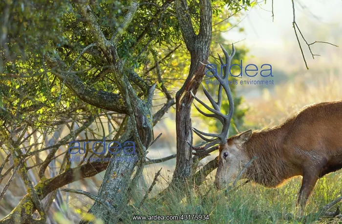 : Red deer (Cervus elaphus) : Red deer (Cervus elaphus)