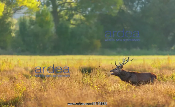: Red deer (Cervus elaphus) : Red deer (Cervus elaphus)