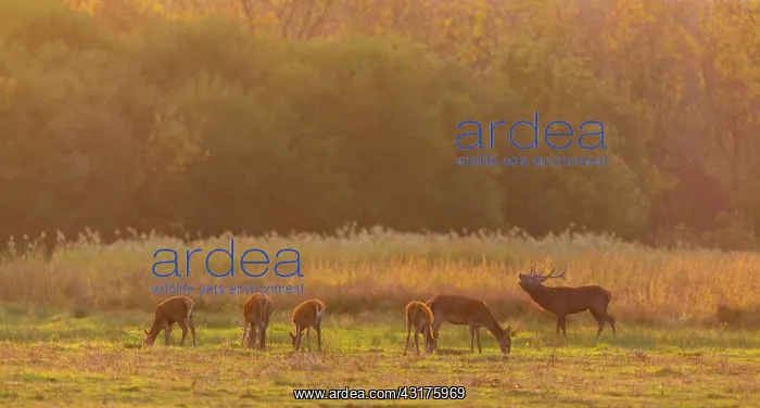 : Red deer (Cervus elaphus) : Red deer (Cervus elaphus)