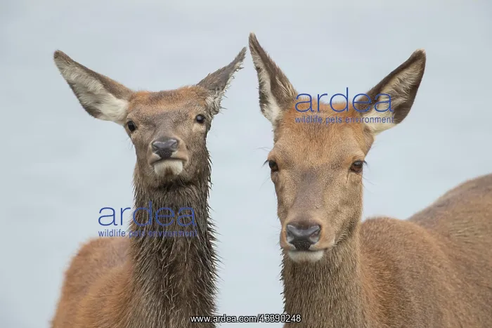 : Red deer (Cervus elaphus) adult female and juvenile : Red deer (Cervus elaphus) adult female and juvenile