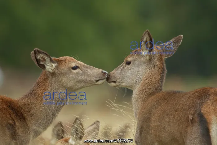 : Red deer (Cervus elaphus) two adult females greeting : Red deer (Cervus elaphus) two adult females greeting
