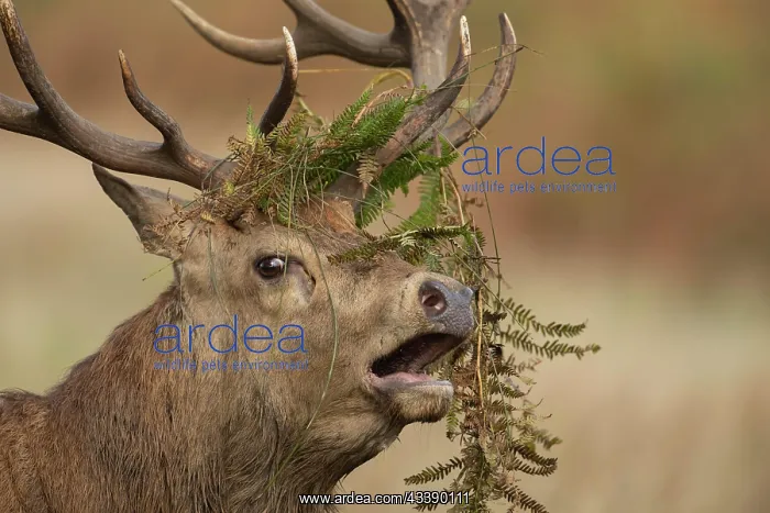 : Red deer (Cervus elaphus) adult male stag roaring : Red deer (Cervus elaphus) adult male stag roaring