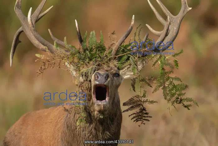 : Red deer (Cervus elaphus) adult male stag roaring : Red deer (Cervus elaphus) adult male stag roaring
