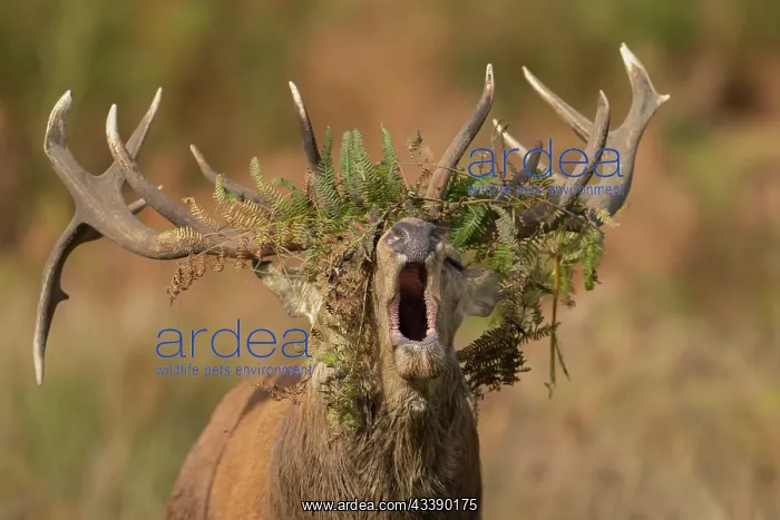 : Red deer (Cervus elaphus) adult male stag roaring : Red deer (Cervus elaphus) adult male stag roaring