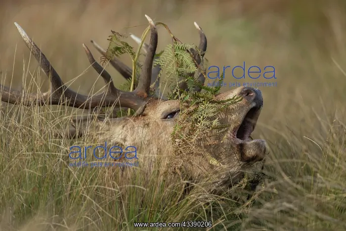 : Red deer (Cervus elaphus) adult male stag roaring : Red deer (Cervus elaphus) adult male stag roaring