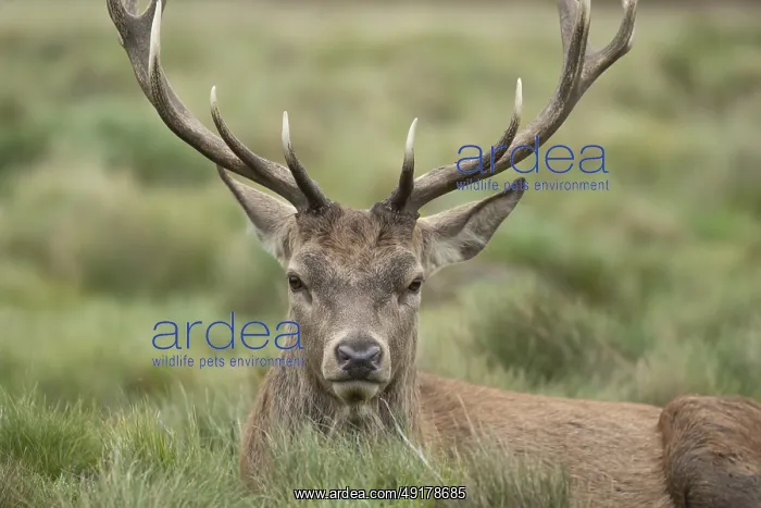 : Red deer (Cervus elaphus) adult male stag sitting in grassland : Red deer (Cervus elaphus) adult male stag sitting in grassland