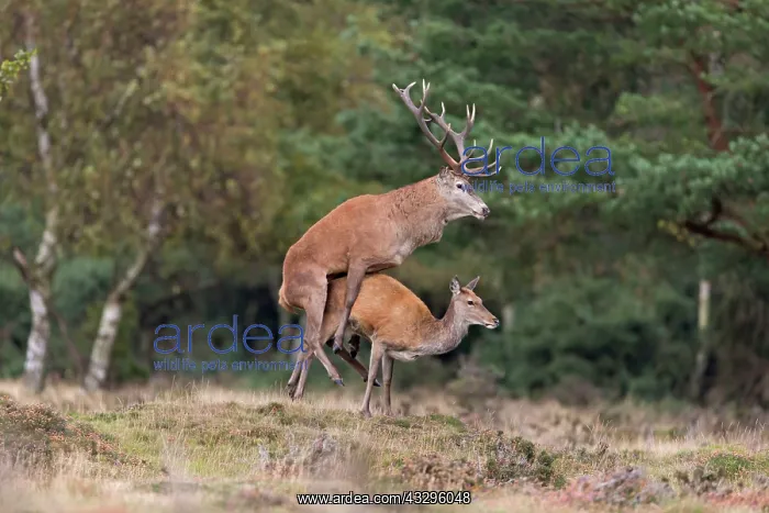 : Red deer (Cervus elaphus) adult pair, stag with : Red deer (Cervus elaphus) adult pair, stag with