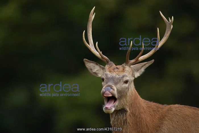 : Red deer (Cervus elaphus) adult stag performing : Red deer (Cervus elaphus) adult stag performing