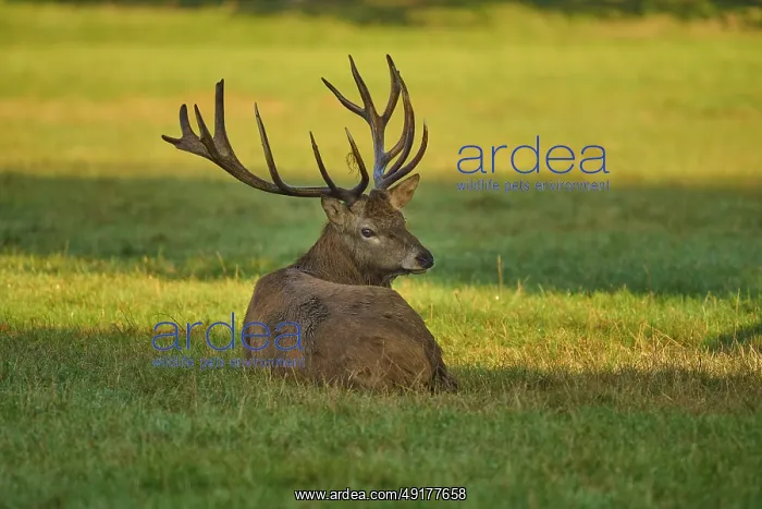 : Red deer (Cervus elaphus), with antlers lying in the grass : Red deer (Cervus elaphus), with antlers lying in the grass