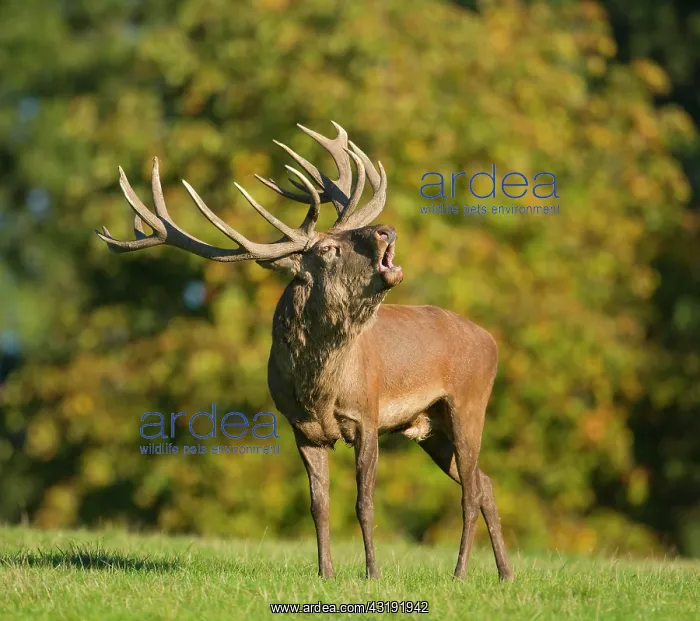 : Red Deer (Cervus elaphus) bellowing during rutting : Red Deer (Cervus elaphus) bellowing during rutting