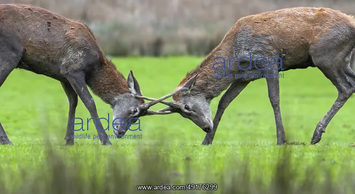 : Two red deer (Cervus elaphus) brockets : Two red deer (Cervus elaphus) brockets