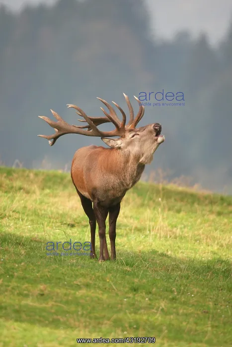 : Red deer (Cervus elaphus) bugeling during rutting : Red deer (Cervus elaphus) bugeling during rutting