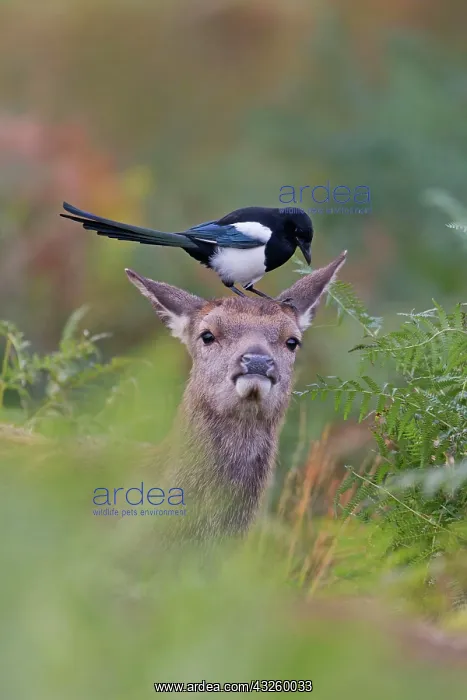 : Red Deer (Cervus elaphus) calf, standing among bracken : Red Deer (Cervus elaphus) calf, standing among bracken