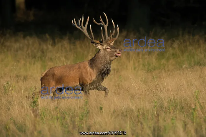 : Red Deer (Cervus elaphus), Copenhagen, Denmark : Red Deer (Cervus elaphus), Copenhagen, Denmark