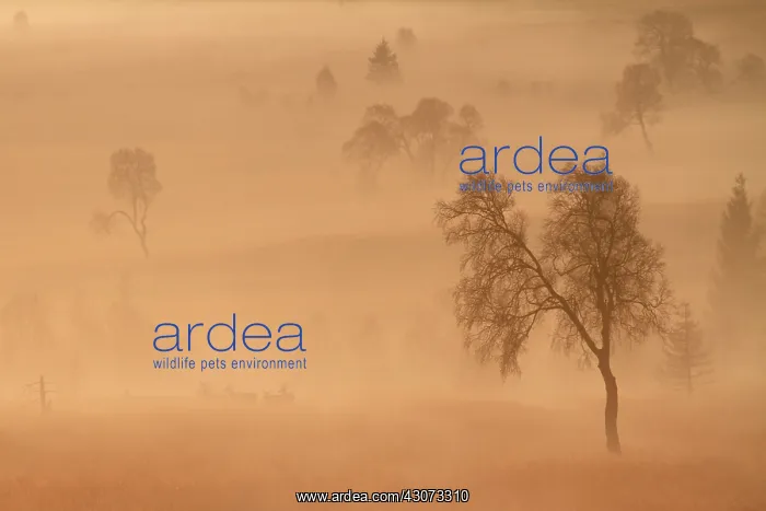 : Red Deer (Cervus elaphus) deer herd in the mist : Red Deer (Cervus elaphus) deer herd in the mist
