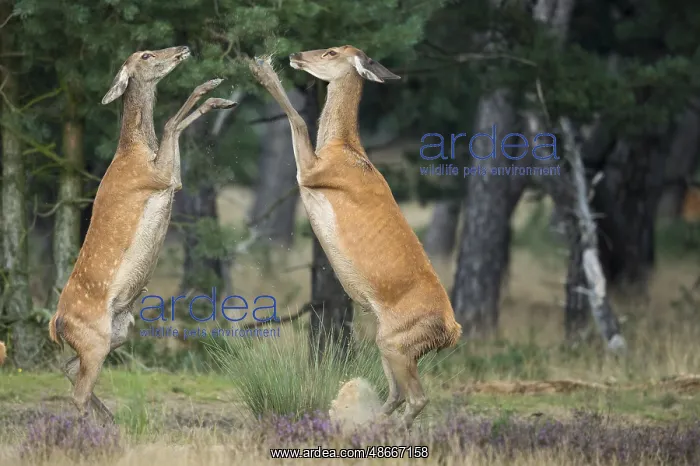 : Red deer (Cervus elaphus) female, Hoge Veluwe National Park : Red deer (Cervus elaphus) female, Hoge Veluwe National Park