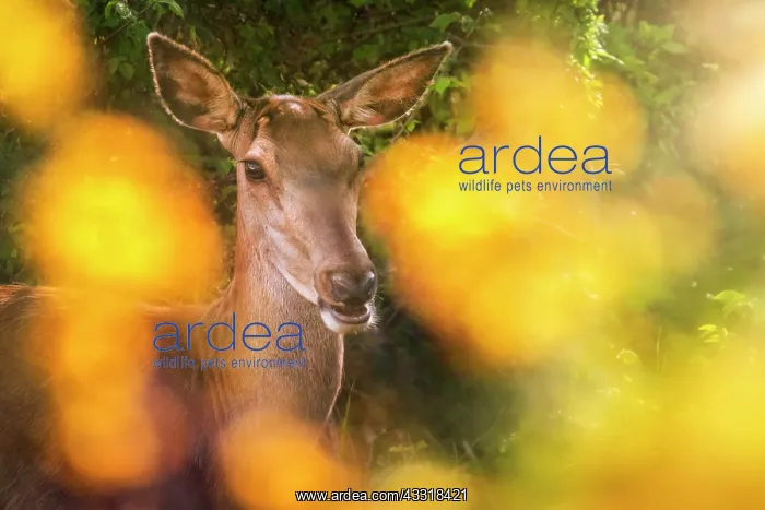 : Red deer (Cervus elaphus) female deer between th : Red deer (Cervus elaphus) female deer between th