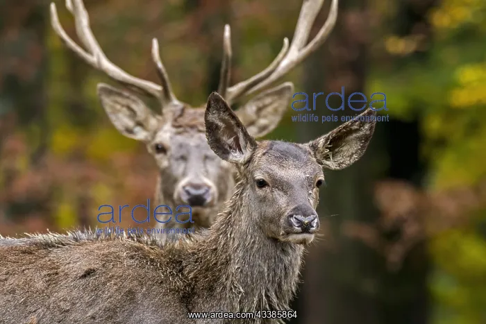 : Red deer (Cervus elaphus) female, hind and stag : Red deer (Cervus elaphus) female, hind and stag