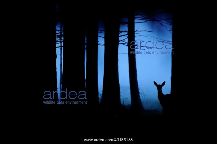 : Red Deer (Cervus elaphus) hind at the end of the : Red Deer (Cervus elaphus) hind at the end of the