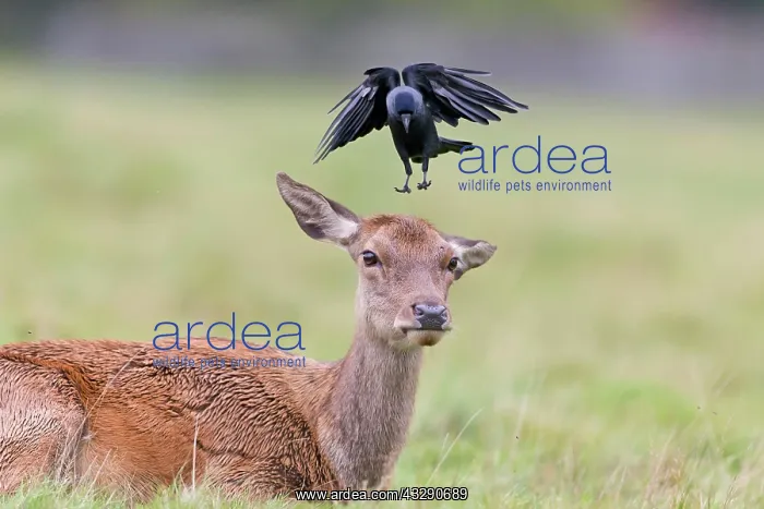 : Red Deer (Cervus elaphus) hind, with Jackdaw (Corvus : Red Deer (Cervus elaphus) hind, with Jackdaw (Corvus