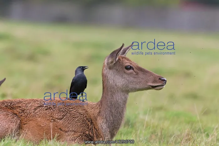 : Red Deer (Cervus elaphus) hind, with Jackdaw (Corvus : Red Deer (Cervus elaphus) hind, with Jackdaw (Corvus