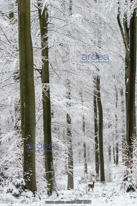 : Red Deer (Cervus elaphus) hind in snow covered beech : Red Deer (Cervus elaphus) hind in snow covered beech