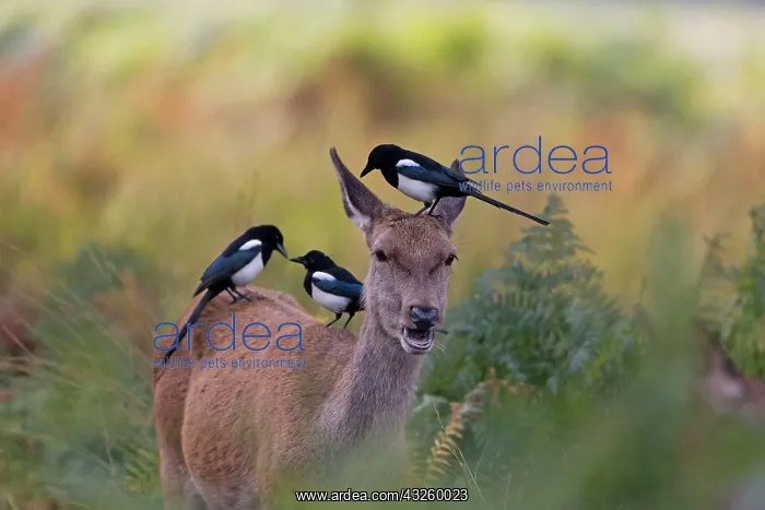 : Red Deer (Cervus elaphus) hind, standing among bracken : Red Deer (Cervus elaphus) hind, standing among bracken