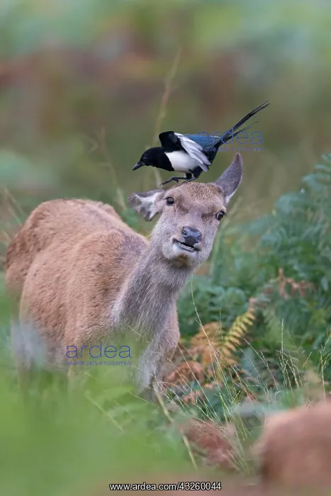 : Red Deer (Cervus elaphus) hind, standing among bracken : Red Deer (Cervus elaphus) hind, standing among bracken