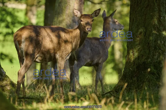  : Red deer (Cervus elaphus), two hinds standing in the shade of large trees in a quiet forest