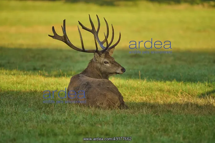 : Red deer (Cervus elaphus), lying with a calm expression on a sunny meadow : Red deer (Cervus elaphus), lying with a calm expression on a sunny meadow